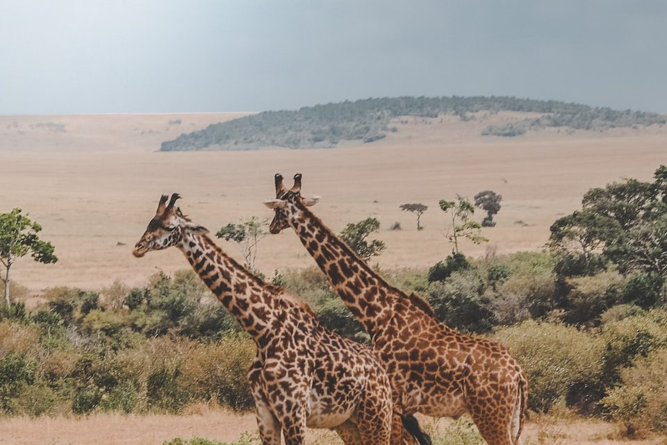 Ontdek de magie van Safaripark Beekse Bergen